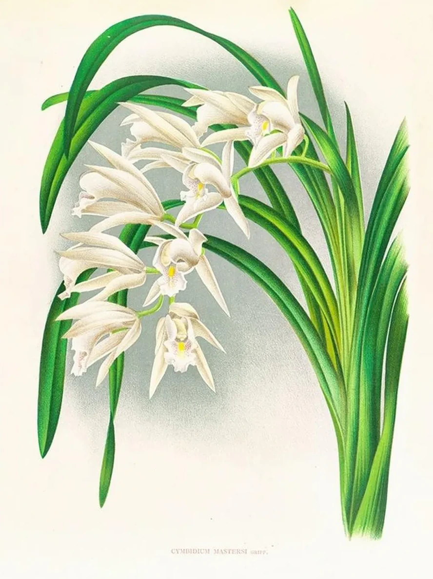Cymbidium Mastersi