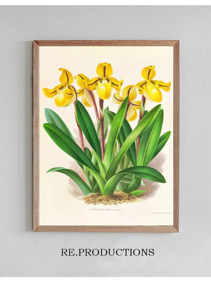 Cypripedium Druryi