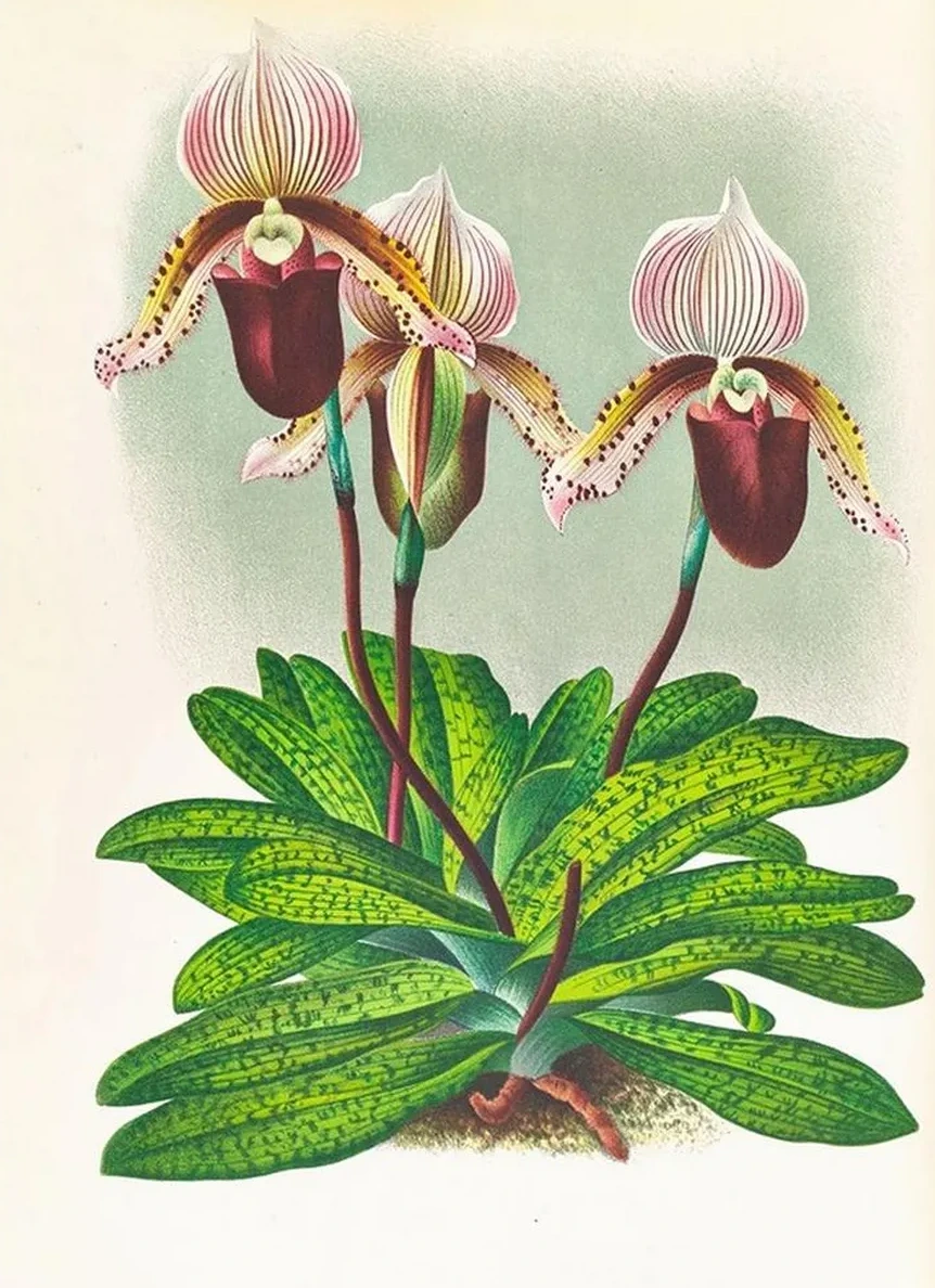Cypripedium Barbato Veitchianum