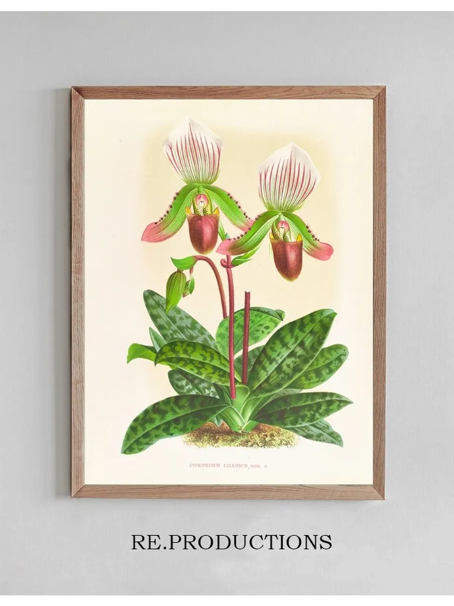 Cypripedium Callosum