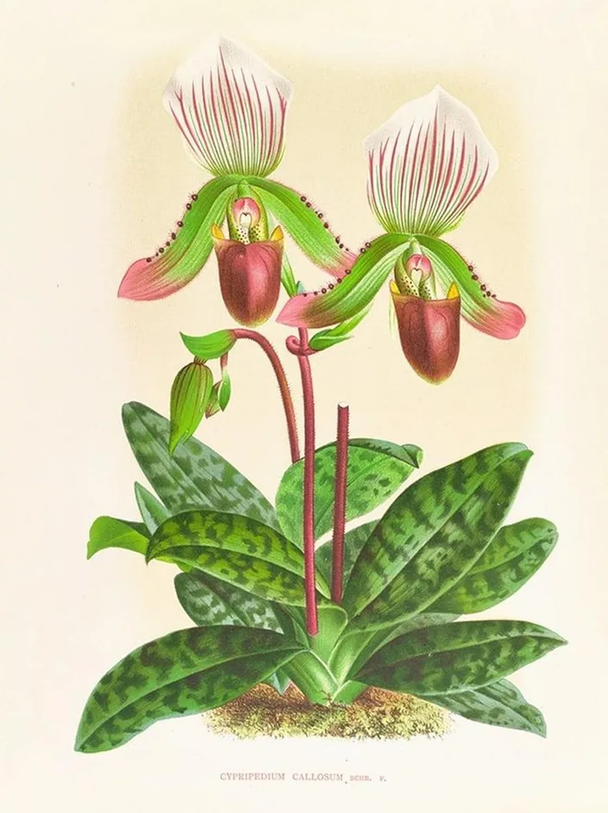 Cypripedium Callosum