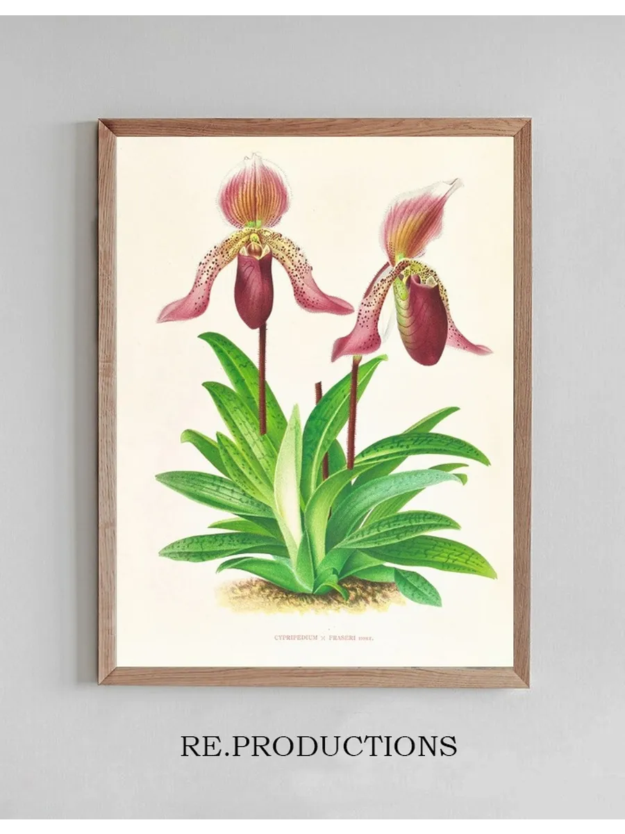 Cypripedium Fraseri