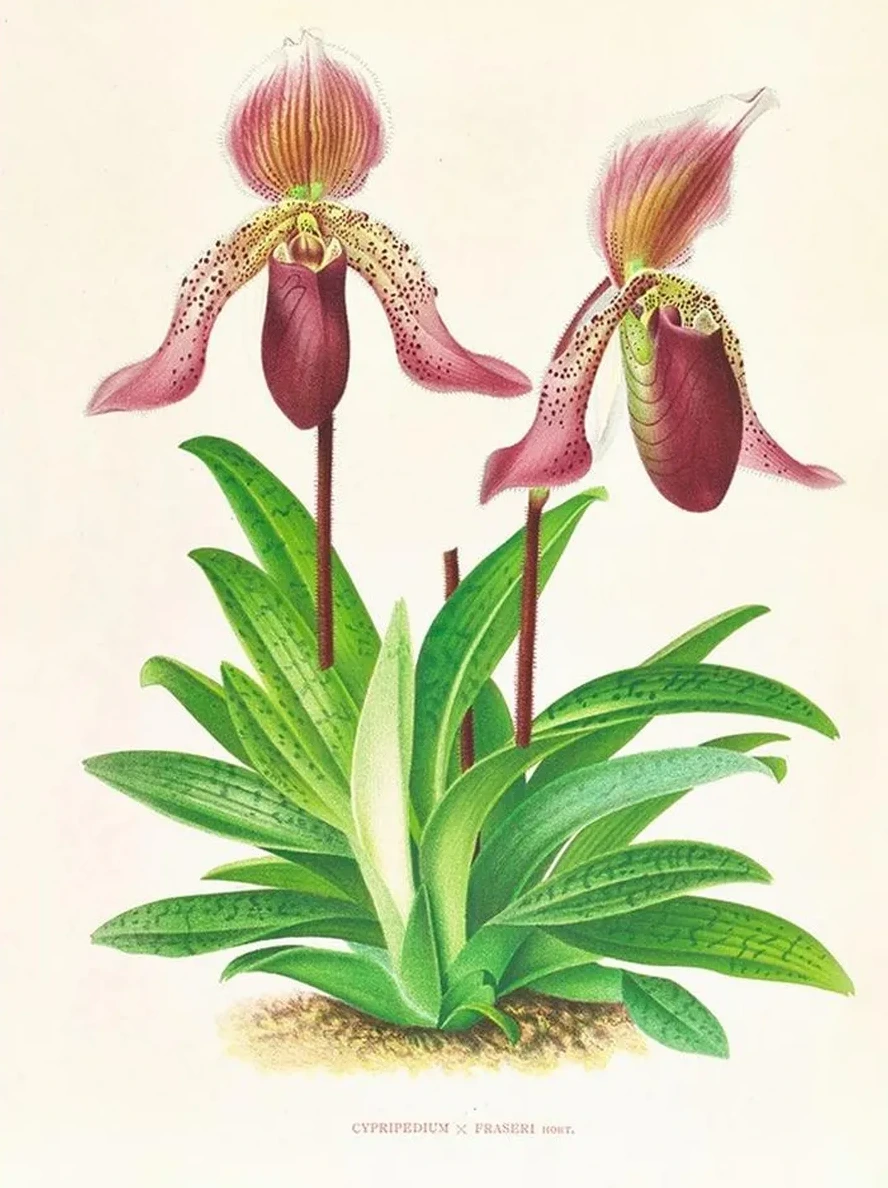 Cypripedium Fraseri