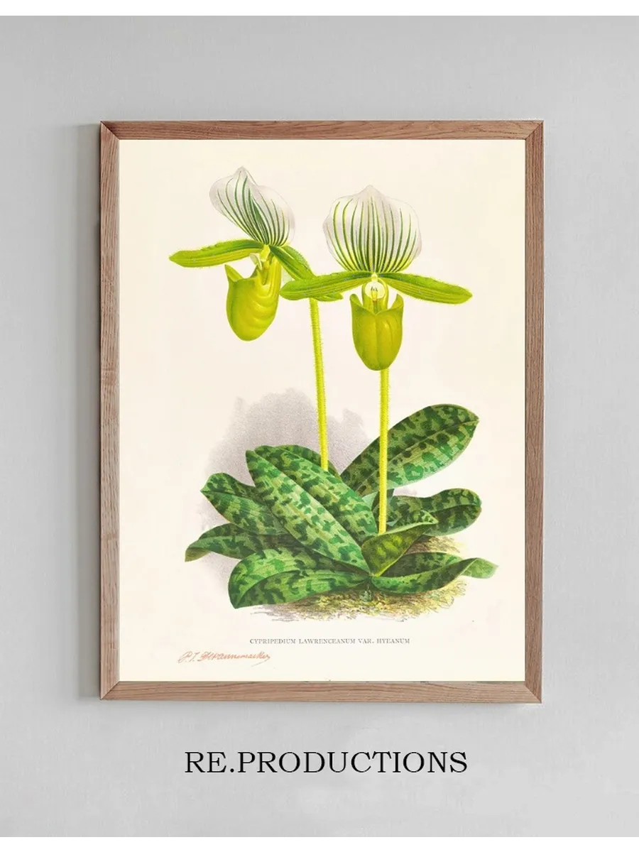 Cypripedium Lawrenceanum Var Hyeanum