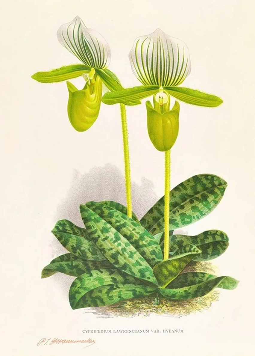 Cypripedium Lawrenceanum Var Hyeanum