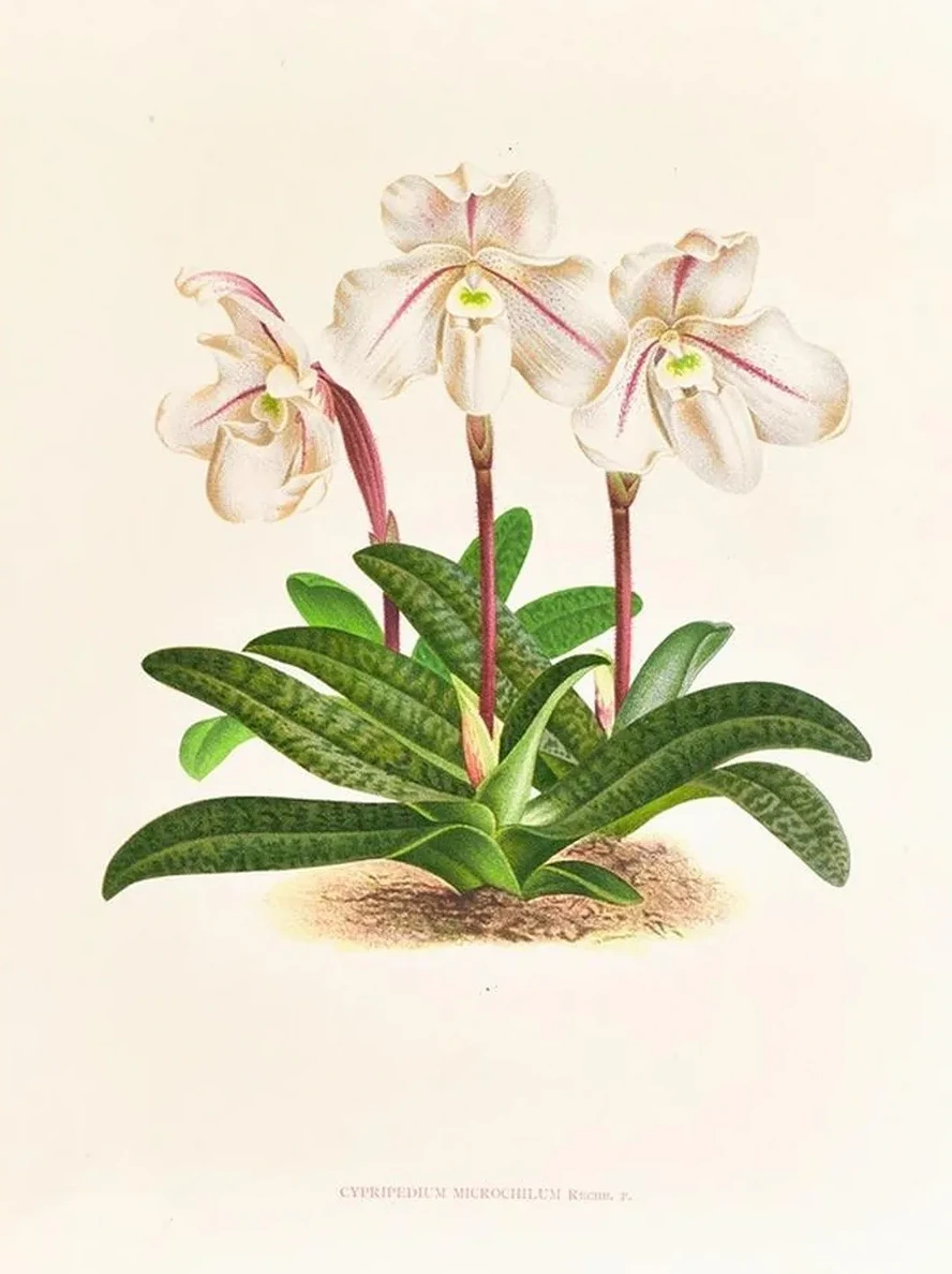 Cypripedium Microchilum