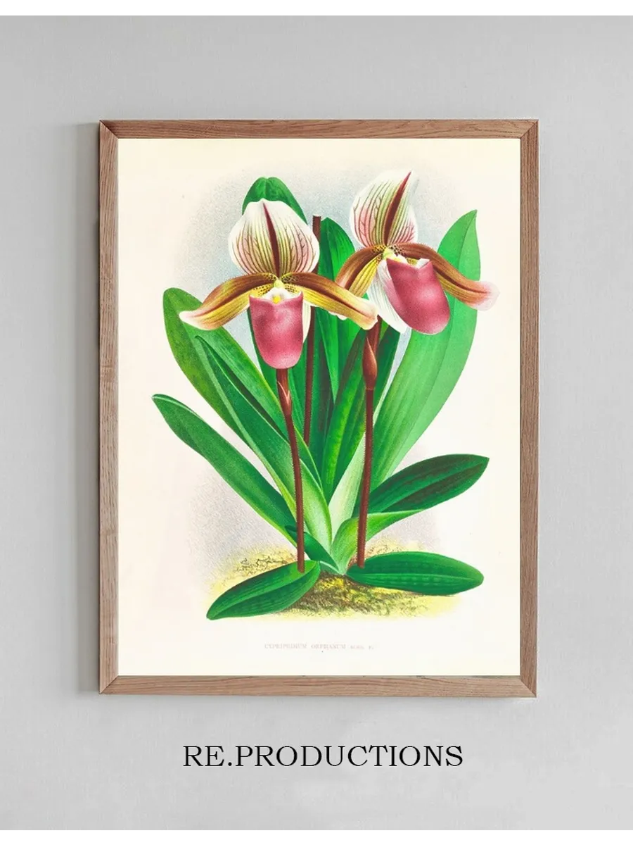 Cypripedium Orphanum