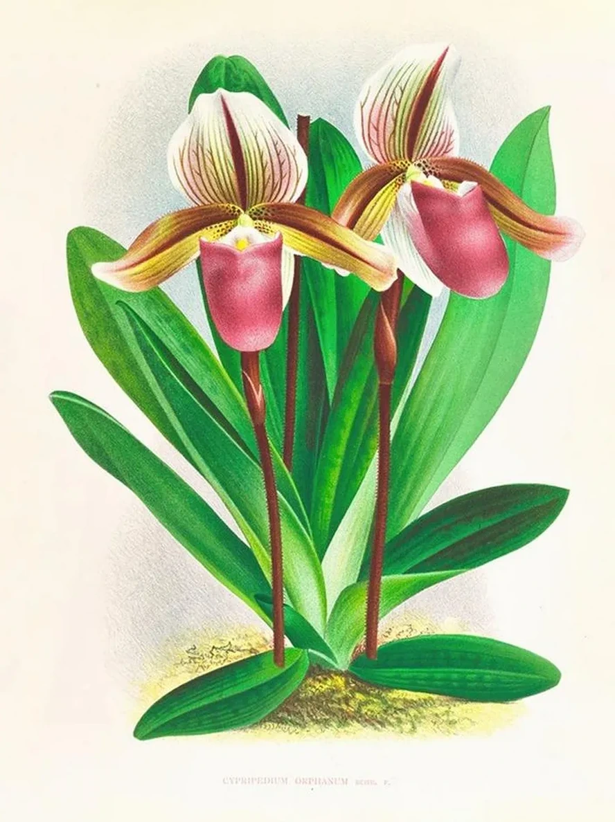 Cypripedium Orphanum