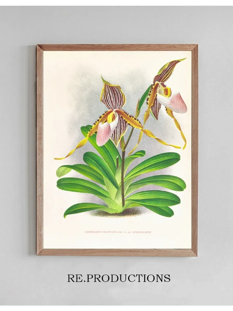 Cypripedium Praestans Var Kimballianum