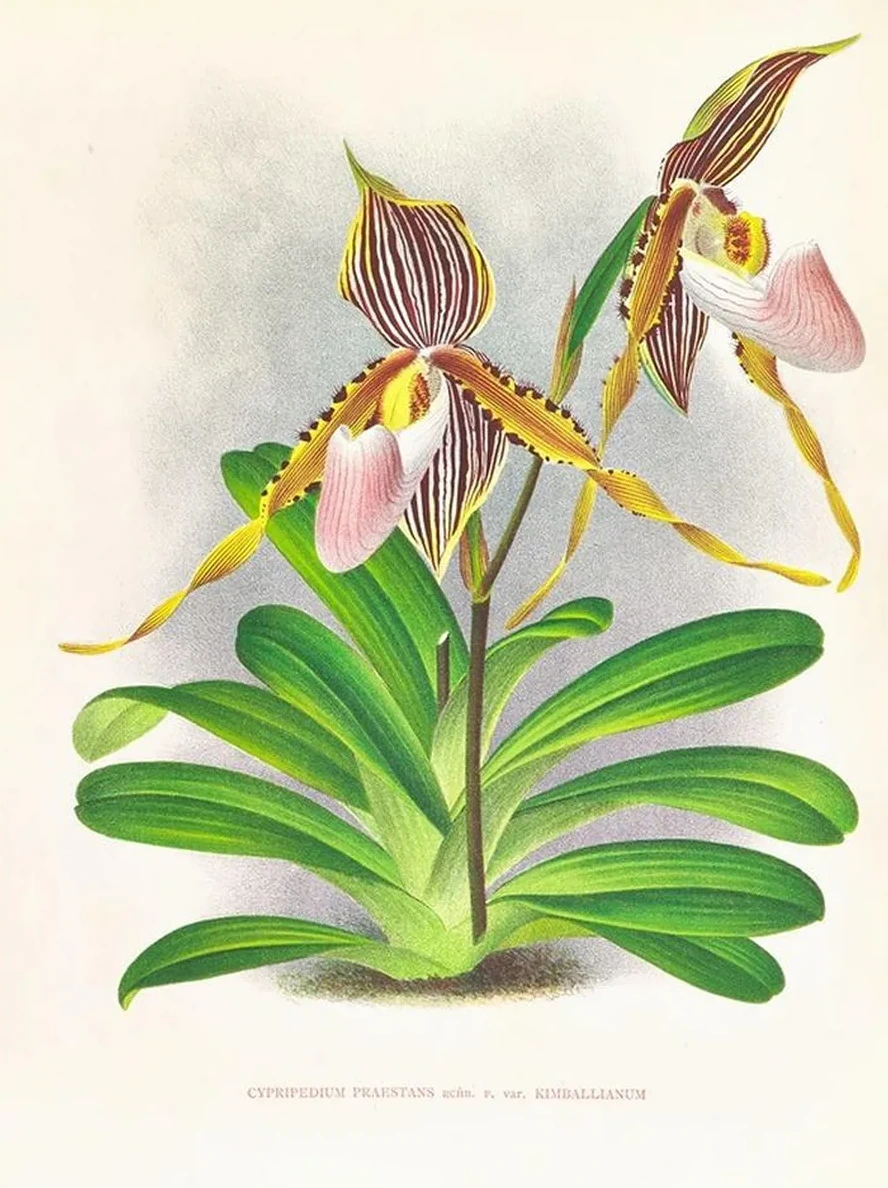 Cypripedium Praestans Var Kimballianum