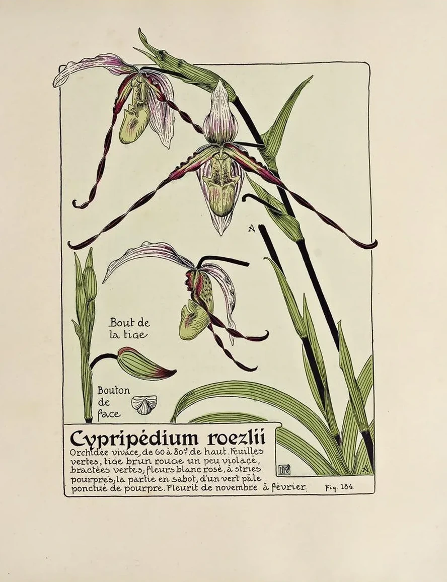 Cypripedium Roezlii