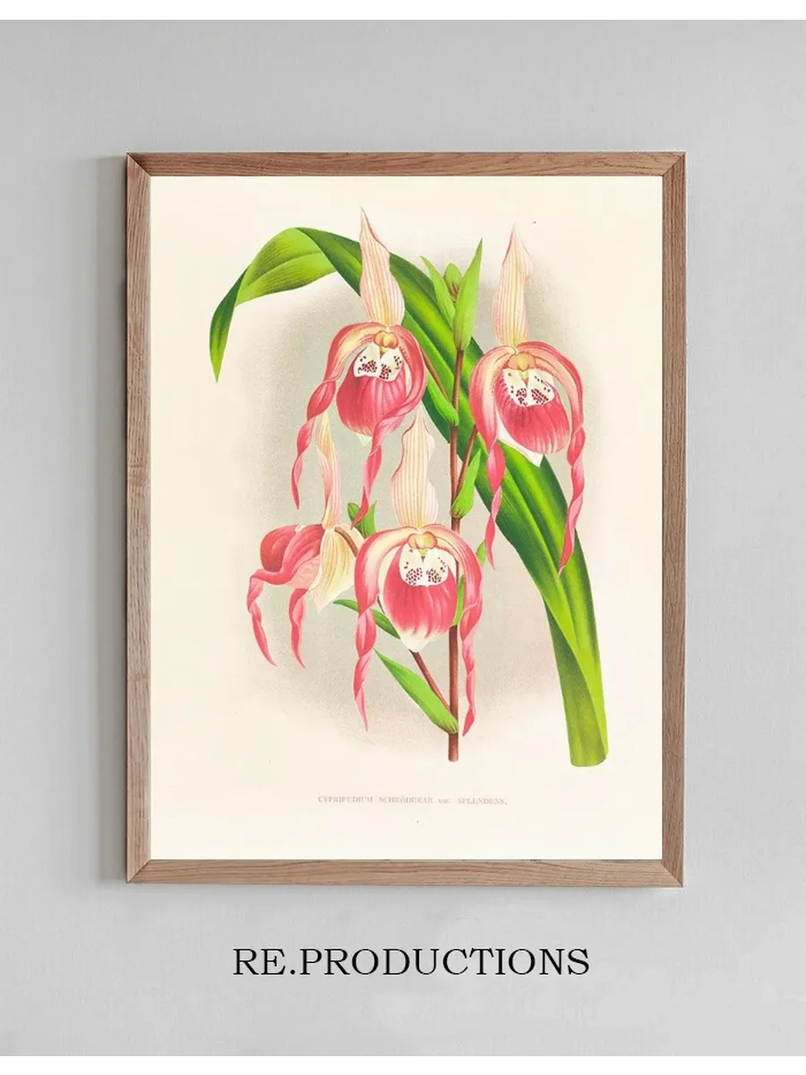 Cypripedium Schroderae Var Splendens