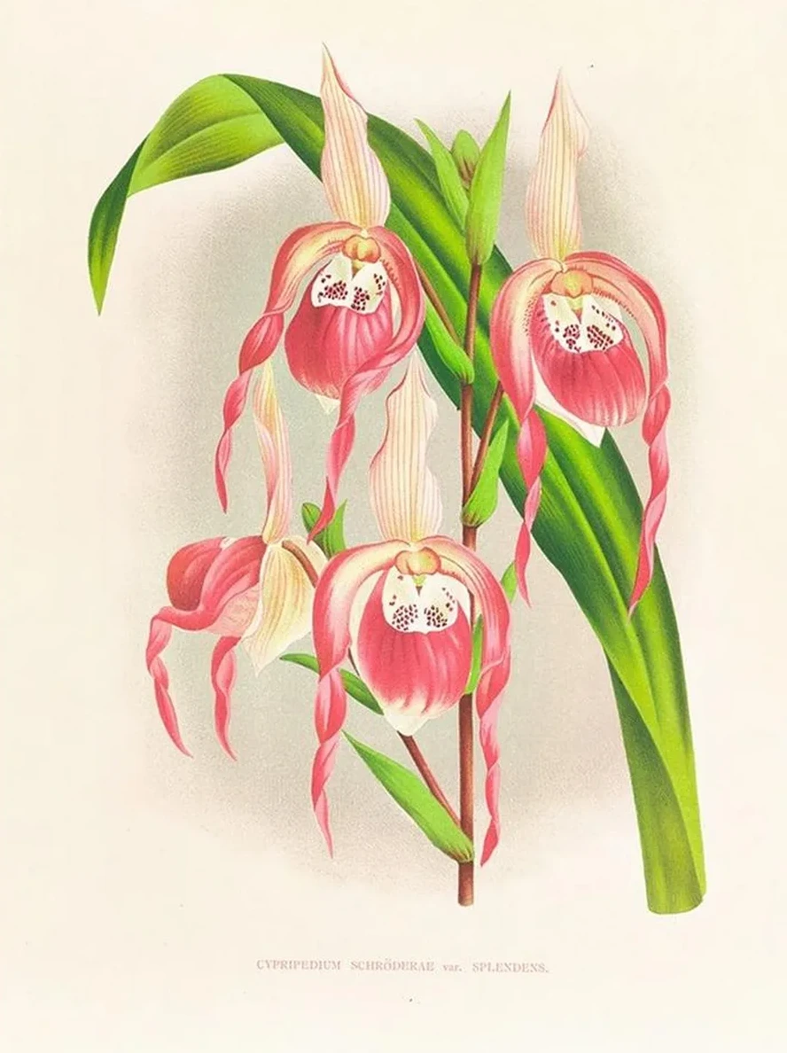 Cypripedium Schroderae Var Splendens