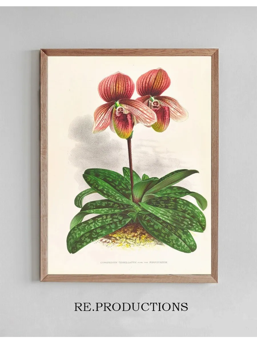 Cypripedium Tessellatum