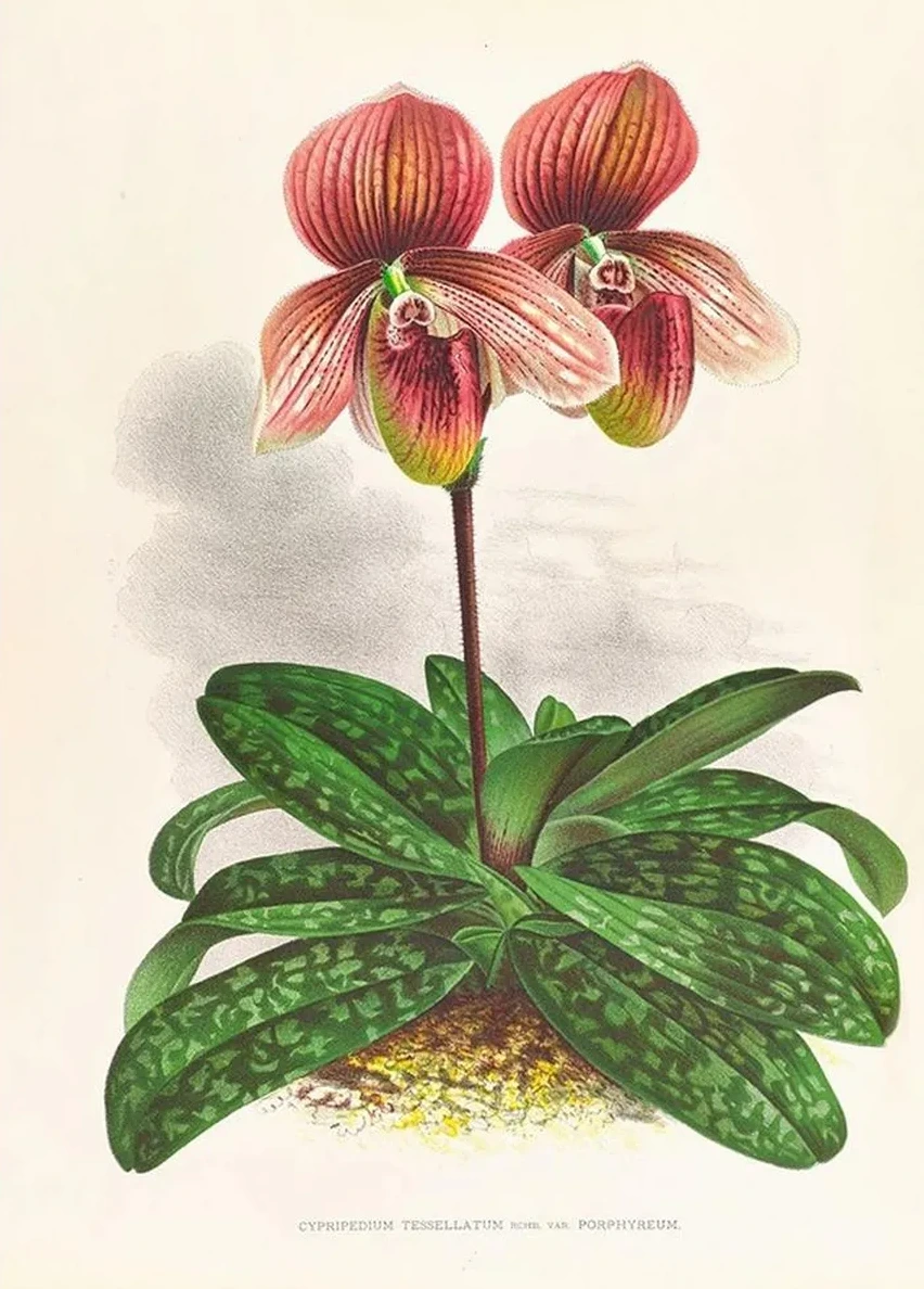 Cypripedium Tessellatum