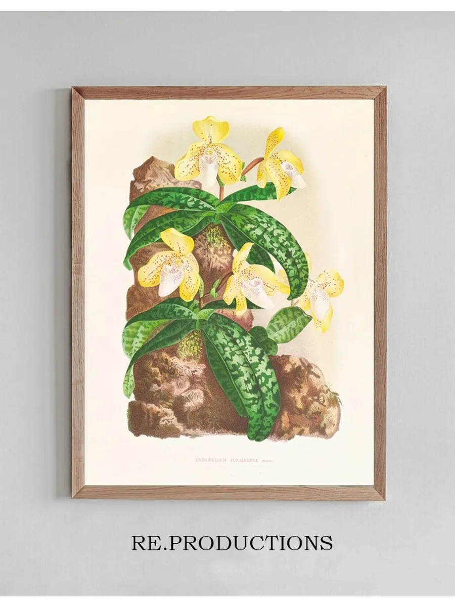Cypripedium Tonkinense