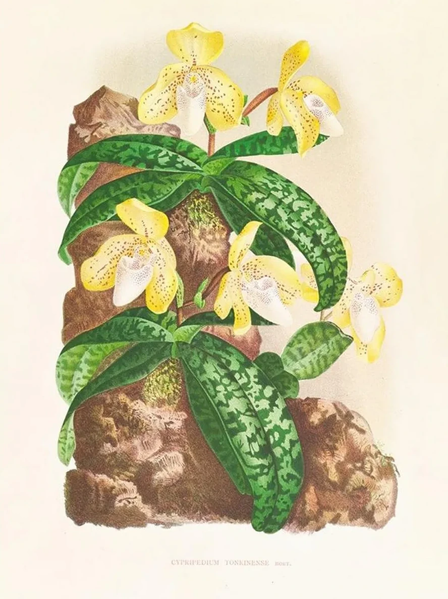 Cypripedium Tonkinense