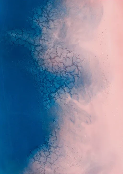 Dahlia
