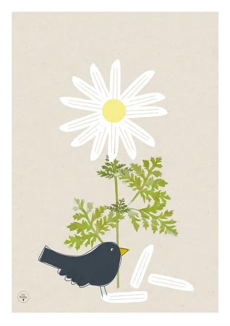 Daisy Blackbird