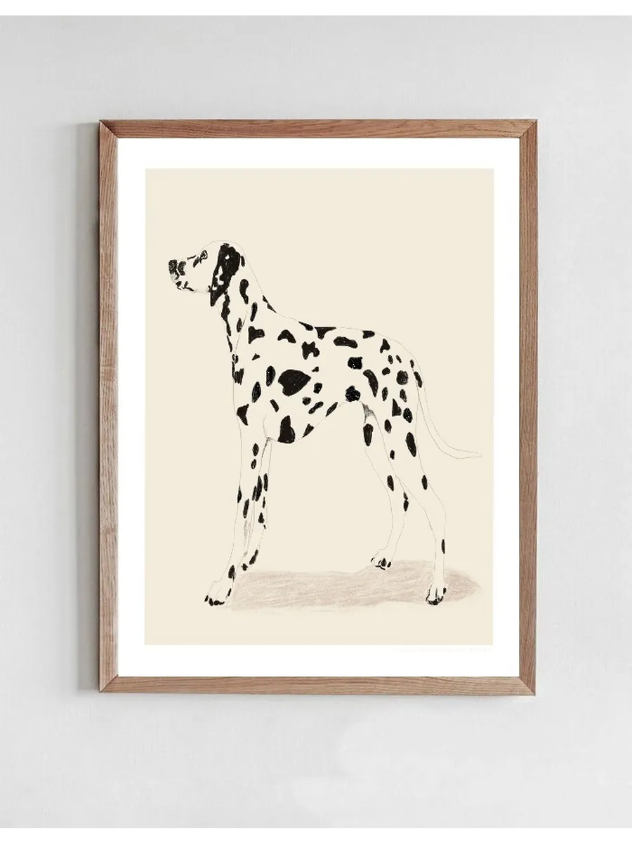 Dalmation