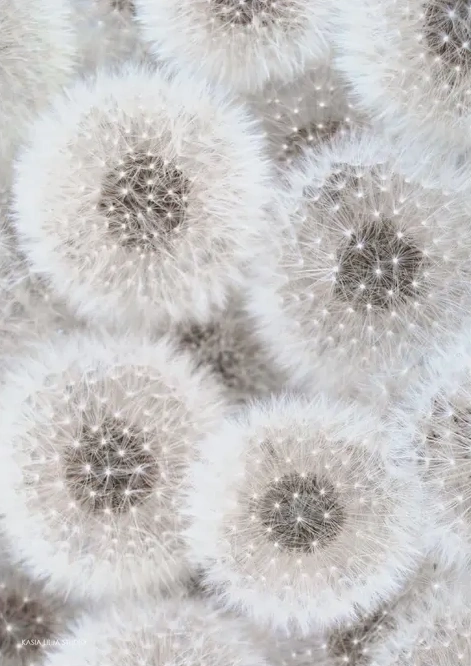 Dandelion Group