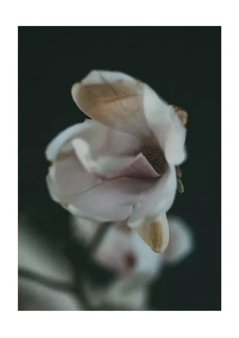 Dark Spring