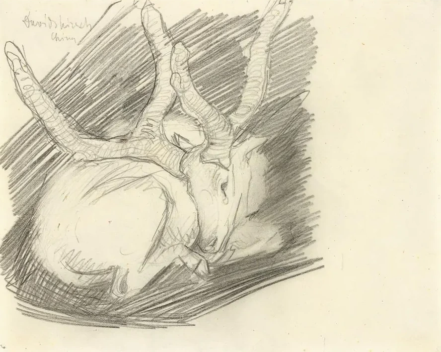 Davidshirsch (liegender Hirsch)