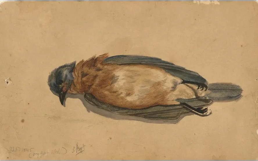 DeadBird