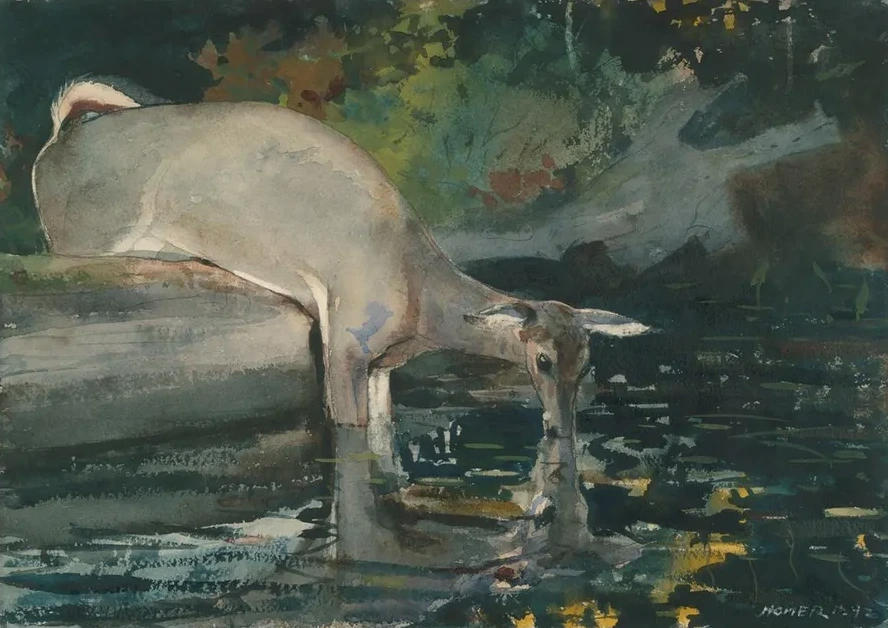DeerDrinking