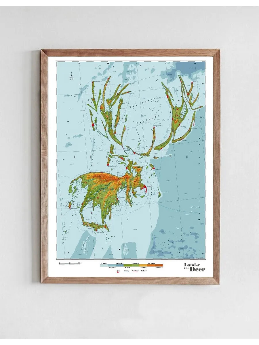 Deer