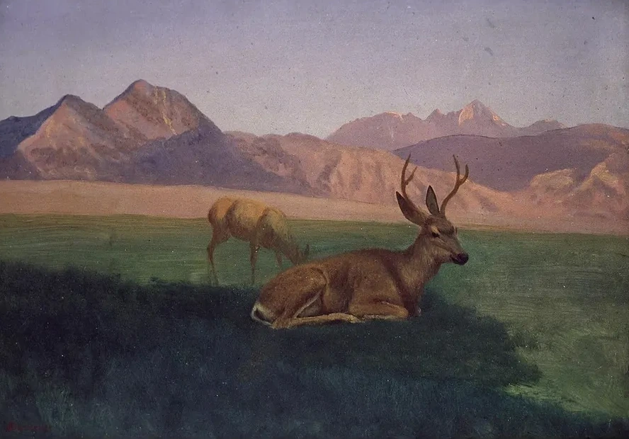 Deer