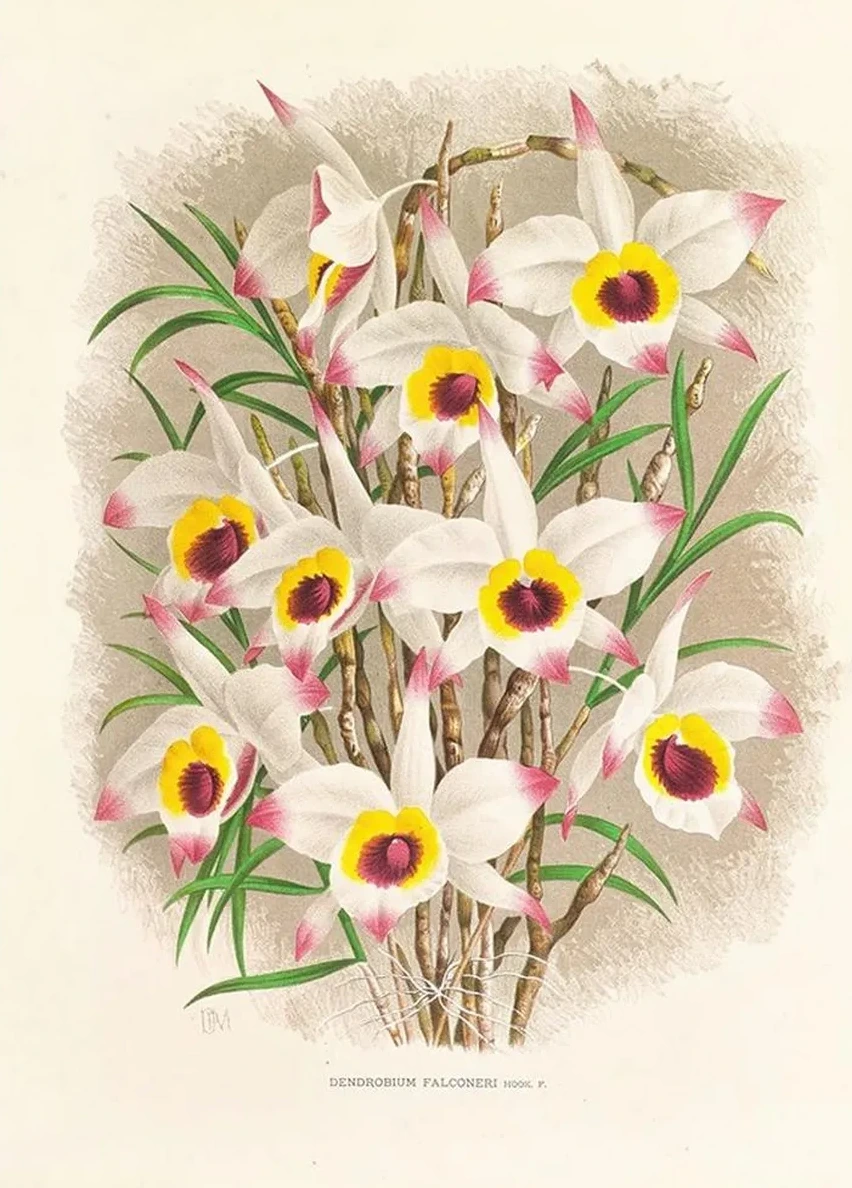 Dendrobium Falconeri