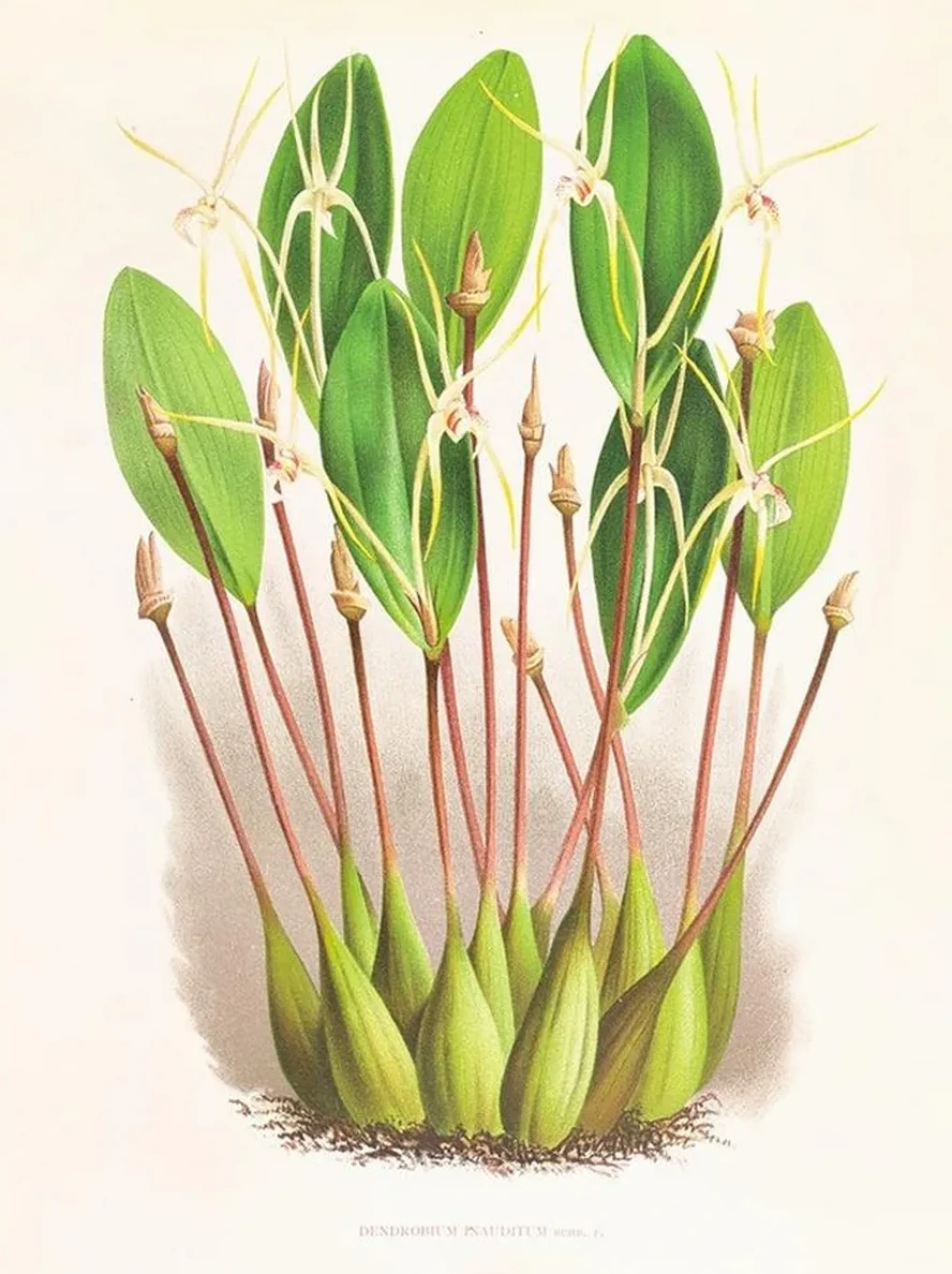 Dendrobium Inauditum
