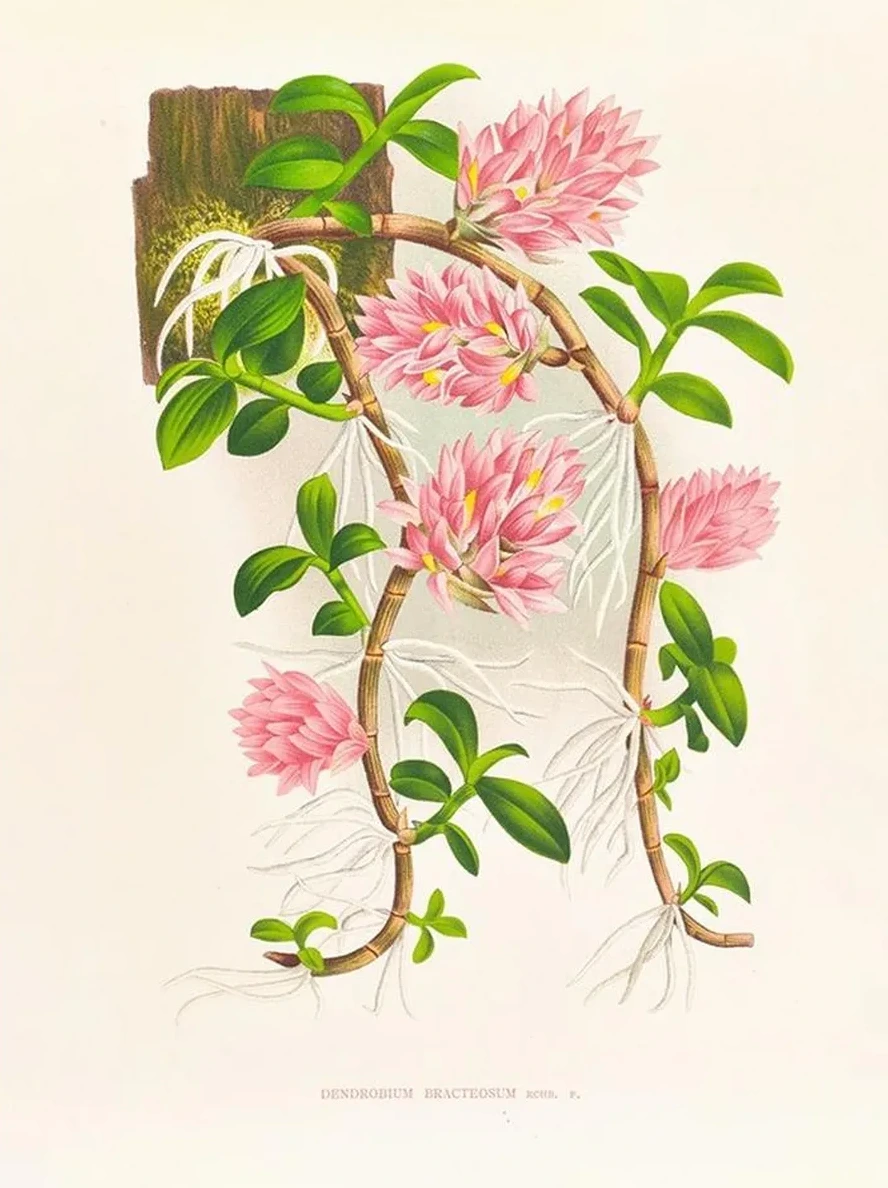 Dendrobium Bracteosum