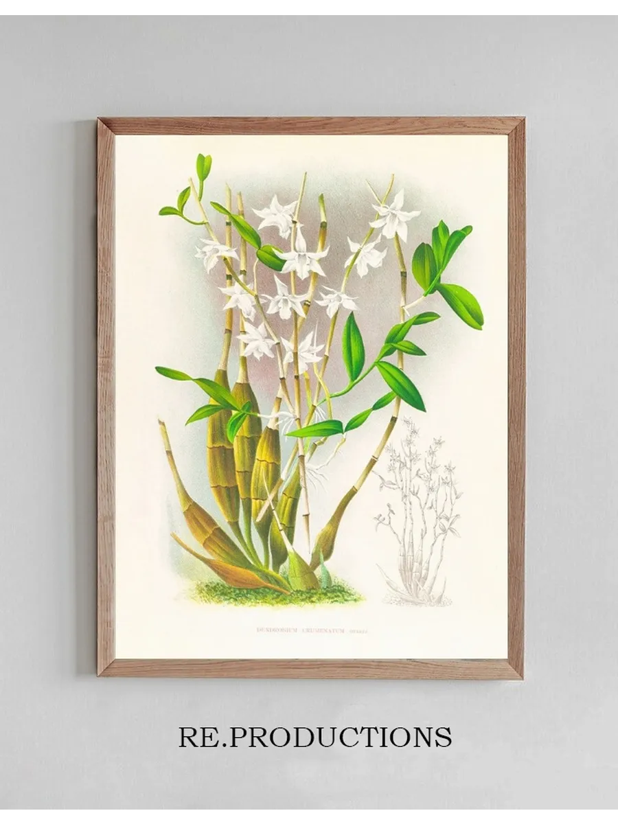 Dendrobium Crumenatum