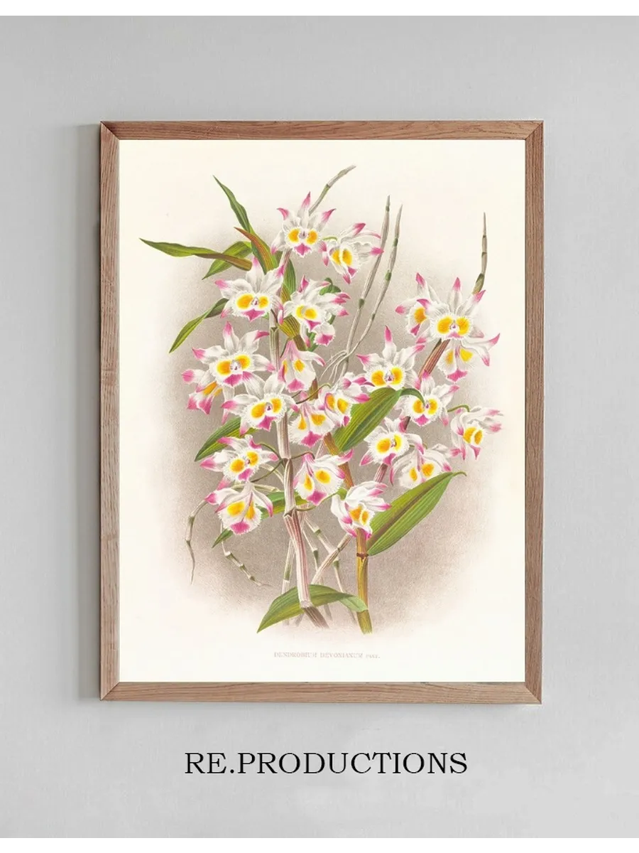 Dendrobium Devonianum