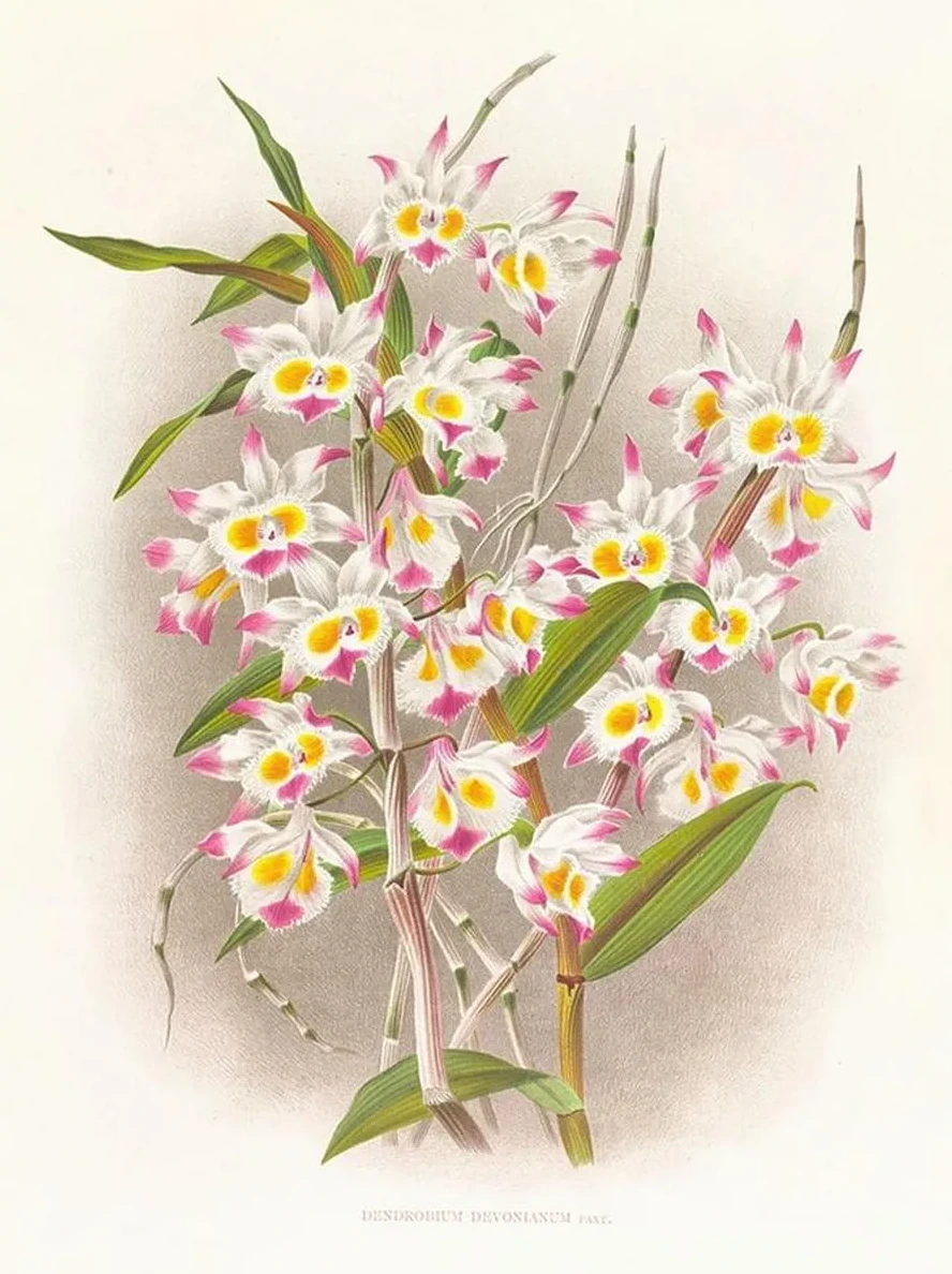 Dendrobium Devonianum
