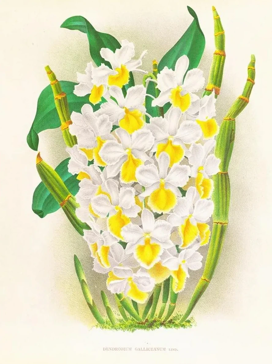 Dendrobium Galliceanum