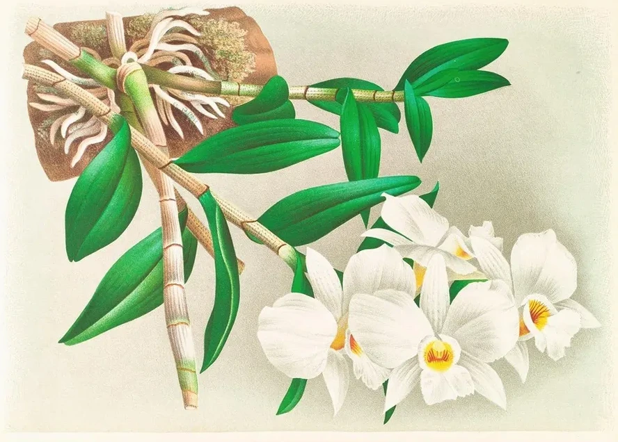 Dendrobium Infundibulum