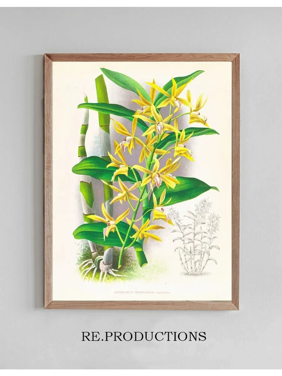 Dendrobium Mirbelianum