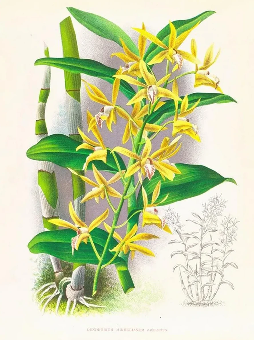 Dendrobium Mirbelianum