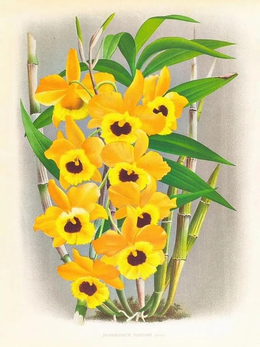 Dendrobium Paxtoni