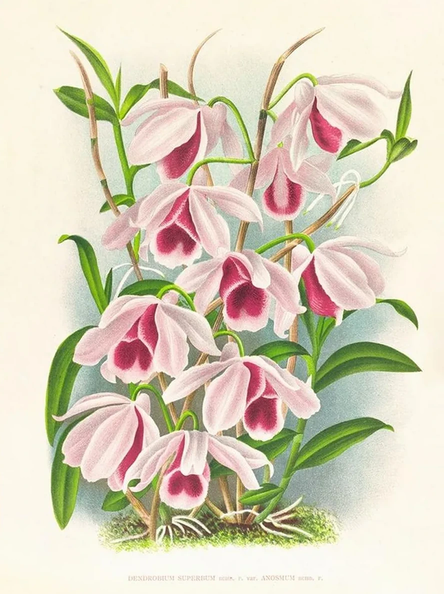 Dendrobium Superbum Var Anosmum