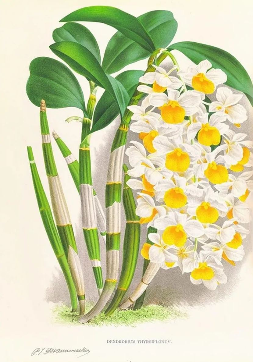Dendrobium Thyrsiflorum