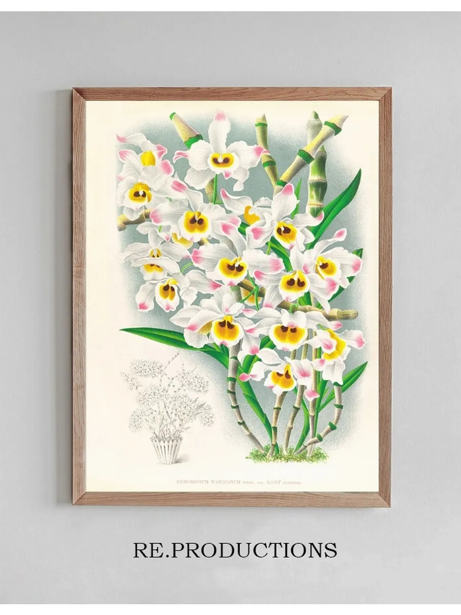 Dendrobium Wardianum