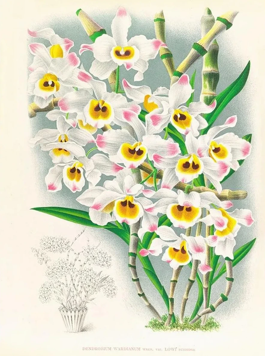 Dendrobium Wardianum