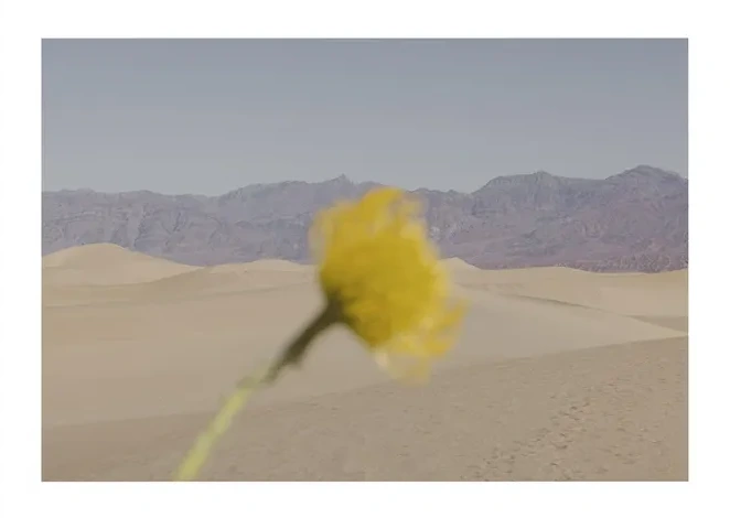 Desert Mirage