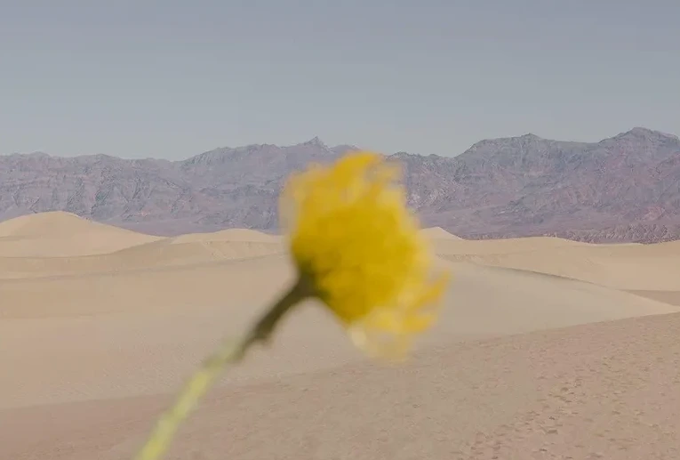Desert Mirage