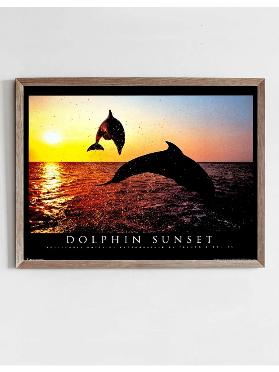 Dolphin Sunset