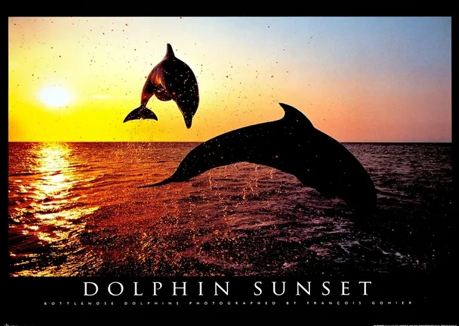 Dolphin Sunset